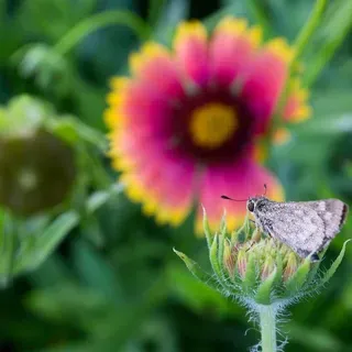 thumbnail for publication: Wildflowers
